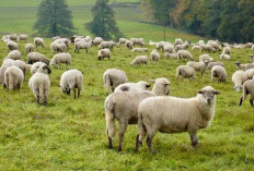 Domba Peluang Emas di Ladang Ternak, Keunggulan Budidaya yang Menggiurkan