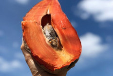 Mamey Sapote, Sawo eksotic Raksaksa Denga Rasa Super Manis