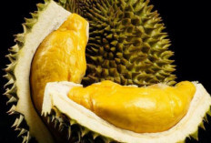 Raja Buah yang Membelah Dua Membedakan Durian Isi Putih dan Kuning