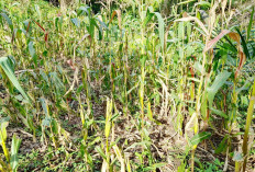 Tak Mampu Atasi Serangan Monyet, TPKK Desa Sido Makmur Kibarkan Bendera Putih