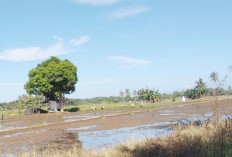 Turun Tanam MT II, Inilah Kendala yang Dihadapi Petani 