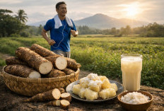 Bahan Bakar Alami Nusantara: Mengapa Singkong Adalah Sumber Energi Terbaik untuk Aktivitas Anda