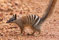 Numbat Si Penjelajah Mungil dari Hutan Barat Australia