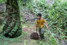 Startup Sawit: Inovasi Agritech yang Mengubah Wajah Perkebunan Tradisional