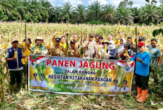 Jagung Program Sadesahe Desa Pondok Panjang Dipanen, Targetkan Hasil 7 Ton 