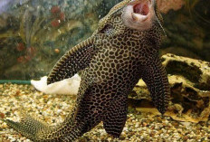 Mengapa Ikan Sapu-Sapu Tak Layak Jadi Santapan Ancaman Kesehatan yang Tersembunyi