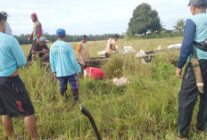 Sambut Air Masuk, P3A Talang Kayu Jao Arah Tiga Goro Bersihkan Saluran Tersier