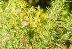 Peluang Bisnis Rosemary: Ide Kreatif untuk Meraup Untung dari Herba Ajaib Ini!