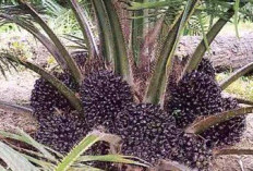 Tips Sukses Menanam Kelapa Sawit, Dari Persiapan Hingga Panen