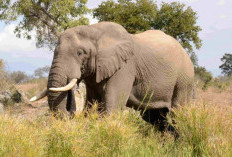 Rahasia Kehidupan Gajah: Perilaku Sosial, Komunikasi Unik, dan Peran dalam Ekosistem