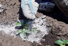 Pantas Abu Bekas Pembakaran Membuat Tanaman Disekitarnya Subur, Karena Ada Sifat ini Untuk Tanah