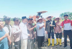 Panen Padi MT II Desa Arah Tiga Dihadiri Bupati dan Dewan 
