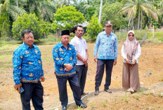 Camat Sungai Rumbai Tinjau Program Sadesahe Jagung Desa Talang Gading