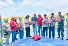 Kelompok Tani Karya Tani Muda Sumber Makmur Terima Bantuan Bibit Bawang Merah