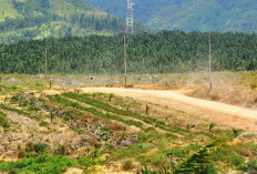 Jenis Varietas Bibit Sawit Ini Diteliti Tetap Produktif Musim Kekeringan