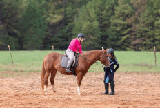 Rahasia Kuda yang Sehat dan Bahagia: Tips Perawatan Terbaik untuk Kuda Kesayangan!