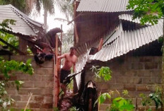 Akibat Cuaca Buruk, Rumah Warga di Sinar Jaya Rusak Tertimpa Pohon Tumbang