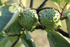 5 Bahaya Buah Kecubung, Buah Berduri Picuh Kematian