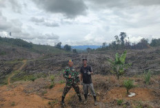 60 Ha Lahan di Kecamatan Sungai Rumbai akan Ditanami Padi Gogo 