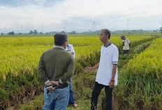 Soal Pangan Organik, Mukomuko Belum Siap Memiliki Laboratorium 