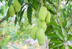 Ingin Buah Mangga Mahachanok Panen 100 Kg Per Pohon? Ikuti Langkahnya