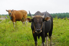 Sapi Ketahanan Pangan Sungai Lintang Segera Disalurkan 