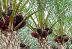 Salah Satu Jenis Tanah yang Cocok Tanam Sawit Adalah Lahan Gambut, Ini 6 Cara Merawat Sawit di Lahan Gambut
