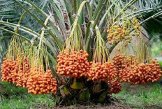 Modifikasi Genetik Dan Cangkokan Pohon Kurma, Memungkinkan Kedepan Bisa Hidup Di Pohon Kelapa Dan Karet