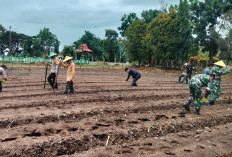 Over Target, Pendaftaran Lahan Tanam Jagung Segera Ditutup