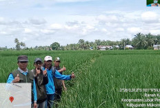 Terungkap, Tujuan Pengembangan F1 Embio di Lubuk Pinang