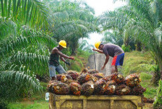 Inovasi Bioteknologi dalam Perkebunan Sawit, Menuju Produksi yang Lebih Efisien dan Berkelanjutan