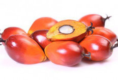 Lebih dari Sekadar Minyak, Melihat Ragam Produk Turunan Kelapa Sawit