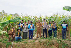 Jual Hasil Panen, TPKK Sumber Sari Gandeng Bulog