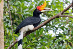 Keunikan Rangkong Burung Berparuh Tanduk Sapi yang Menakjubkan