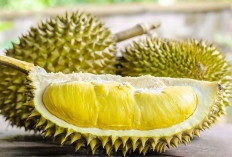 Apa Saja yang Terkandung Dalam Buah Durian? 