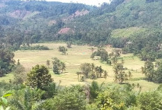 Petani Padi di Wilayah Sungai Pele Desa Talang Buai Diminta Tunda Garap Sawah 