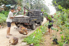 Produksi Sawit di Mukomuko Masih Menurun Hingga 2025, Petani Bertahan di Tengah Harga Relatif Stabil