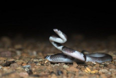 Mitos vs. Fakta Mengupas 5 Mitos Seputar Ular Weling yang Masih Dipercaya