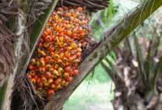 Tips Meningkatkan Jumlah Panen Sawit, Menuju Produktivitas Optimal dan Keberlanjutan