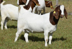 Pilih Kambing Kurban Terbaik, Panduan Lengkap Memilih Hewan Sehat dan Berkualitas