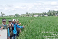 Petani Sawah di Lubuk Pinang Semakin Tertarik dengan Organik