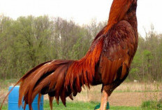 Raja di Atas Ring Mengenal Lebih Dekat Ayam Bangkok, Sang Petarung Tangguh