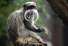 Kaisar Kecil Hutan Amazon, Mengenal Monyet Emperor Tamarin yang Menawan