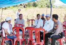 Kadistan Mukomuko Hadiri Panen Jagung Program Sadesahe di Sungai Ipuh Dua