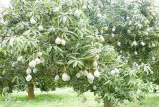 Ajaib! Hanya Pakai Cairan ini Mangga Depan Rumah Berbuah Lebat