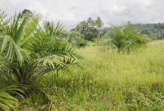 Sawah Jadi Kebun Sawit, Respon Plt. Kepala Dinas Diluar Dugaan 