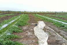 Varietas Semangka Terbaru, Tahan Terhadap Penyakit Bercak Daun, Kini  Jadi Idaman Para Petani