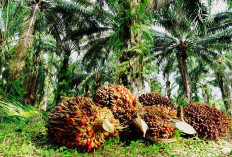 Begini Perkembangan Industri Kelapa Sawit di Indonesia