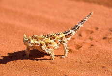 Moloch horridus: Kadal Berduri dari Australia