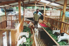 TPKK Sido Makmur Pilih Kambing Sapera, Bidik Desa Percontohan Budidaya Dwiguna